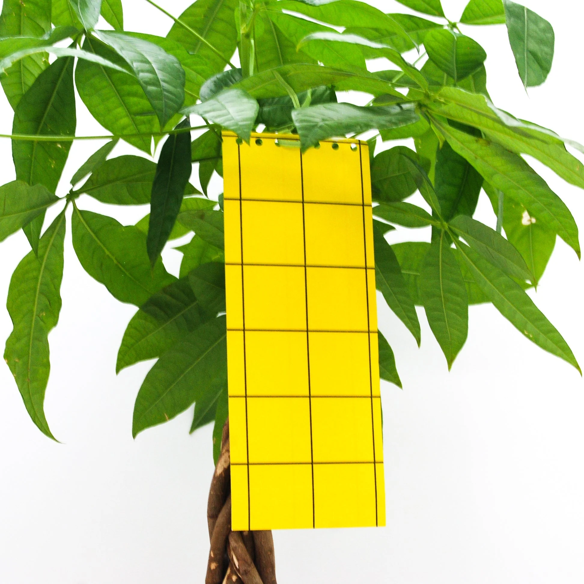 Miniatuur 1